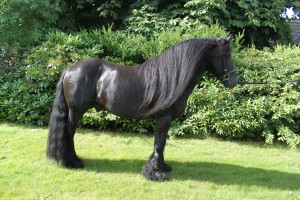 Lunesdale Blackwatch Fell Pony Hingst
