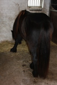 20.10.2014 Buddleja og Castanea 011