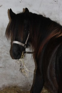 20.10.2014 Buddleja og Castanea 012