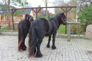 20.10.2014 Fell pony Buddleja