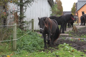 20.10.2014 Buddleja og Castanea 076