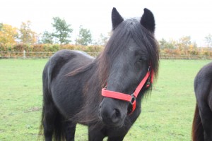 20.10.2014 Buddleja og Castanea 127