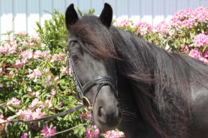 Fell Pony Gartnergaardens Melody