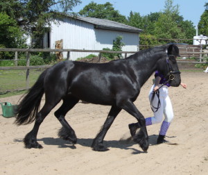 Fell Pony Gartnergaardens Melody