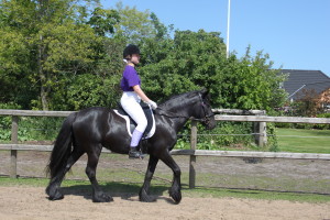 Fell Pony Gartnergaardens Melody