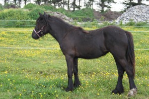 Fell Pony Buddleja 2012 040