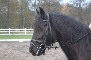 Melody SRL 16.nov.2013 452