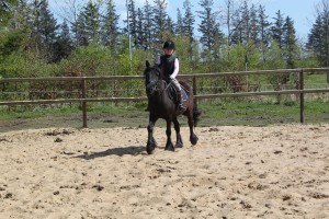 heste 025