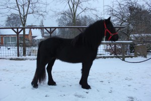 Gartnergardens Castanea Fell Pony