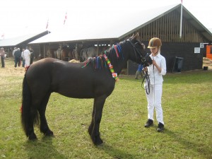 Fell Pony Valiant 2011 074